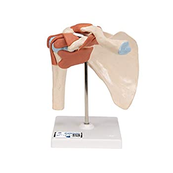 【中古】【未使用・未開封品】(Deluxe Shoulder Model) - 3B Scientific A80/1 Deluxe Functional Shoulder Joint Model, 22cm Height
