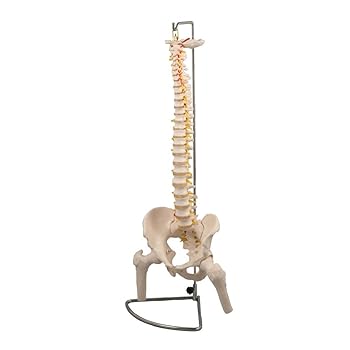 【中古】アーテック 脊柱模型 大腿骨付 9710｜AJIMURA-SHOP