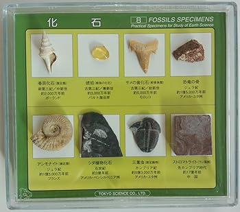 【中古】東京サイエンス 化石標本8種 （巻貝化石、琥珀、サメの歯化石、恐竜の骨、アンモナイト、シダ植物化石、三葉虫、ストロマトライト）