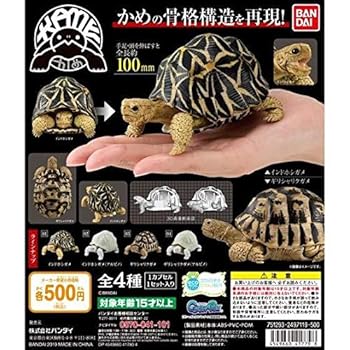 亀 フィギュア ガチャ バンダイ ミルキーカラー 赤目 楽天市場】かめ 04 「かめ」シリーズ 第4弾 KAME フィギュア 亀