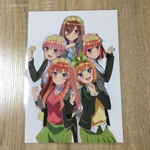 【中古】五等分の花嫁 3 ラミネート A4 サイズ Dはと画像