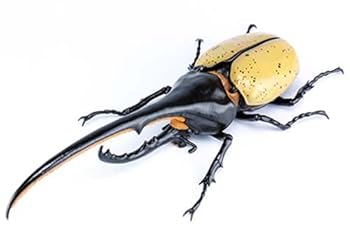 【中古】自由研究シリーズ No.26 EX-2 いきもの編 ヘラクレスオオカブト モリナガ・ヨウ氏 解説・説明書仕様 プラモデル