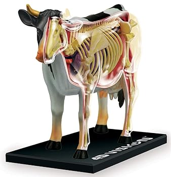 【中古】スカイネット 立体パズル 4D VISION 動物解剖 No.03 牛解剖モデル