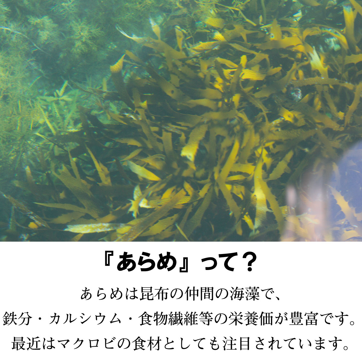 【楽天市場】島根産あらめ 35g 隠岐の島産 天然 あらめ スーパーフード マクロビオティック 健康 海藻:山陰出雲 味づくり本舗