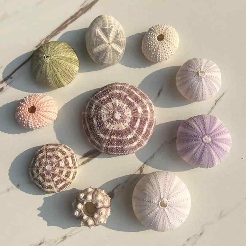 楽天市場】インテリア雑貨 天然シェル 巻き貝 ウニ殻 標本