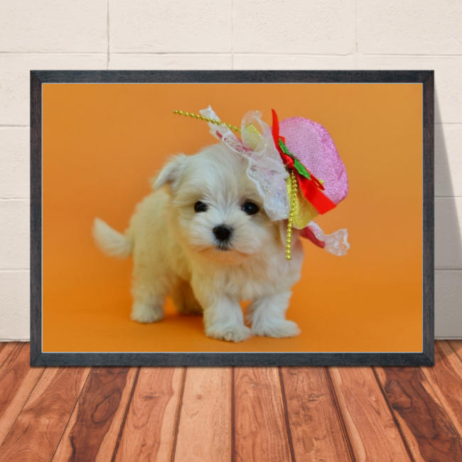 楽天市場 メール便送料無料 ポスター マルチーズ 7 かわいいワンコのポスター 犬 インテリア 写真 サイズ 巣ごもり生活 ペット 動物 インスタグラム インスタ映え 小物 赤い屋根ワークス