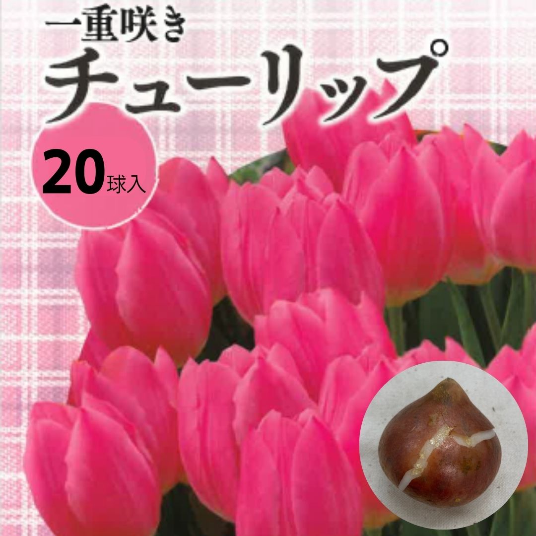 チューリップ球根 ピンク ２０球入り 花 球根 植えっぱなし チューリップ 桃色 単色 秋植え 秋まき 秋 種 花の種 プランター 菜園 ガーデニング たね タネ 種子 ベランダ 家庭菜園 超人気新品