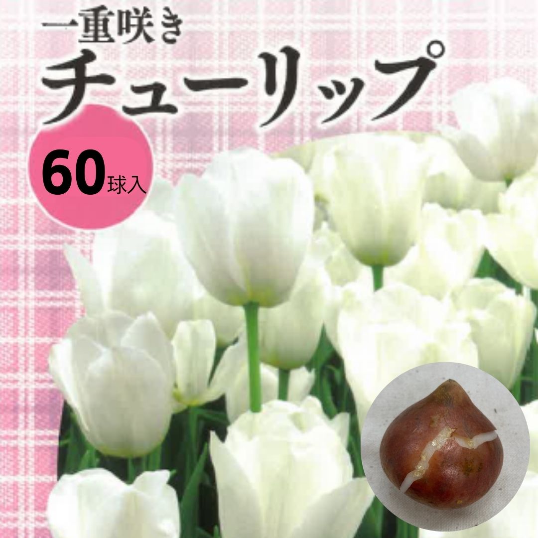 1386円 Sale開催中 チューリップ球根 ホワイト ６０球入り 花 球根 植えっぱなし チューリップ 白色 単色 秋植え 秋まき 秋 種 花の種 プランター 菜園 ガーデニング たね タネ 種子 ベランダ 家庭菜園