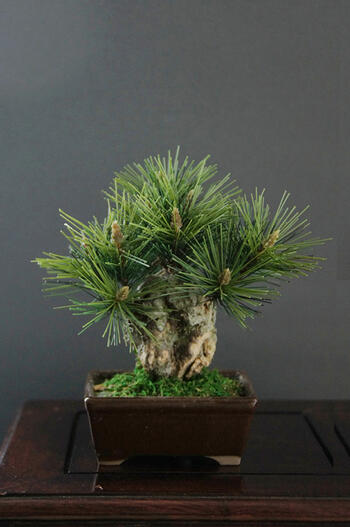 にしき松 楽天市場】盆栽 錦松の通販