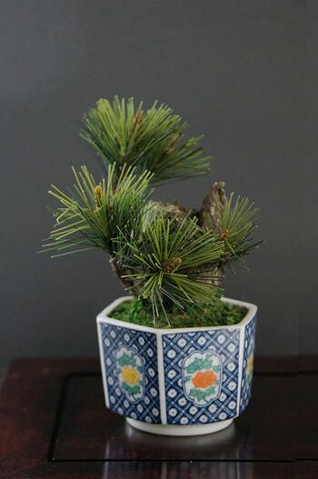 楽天市場】盆栽 特選：錦松 現品*にしきまつ ニシキマツ