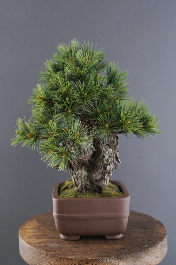 楽天市場】盆栽 特選：錦松 現品*にしきまつ ニシキマツ