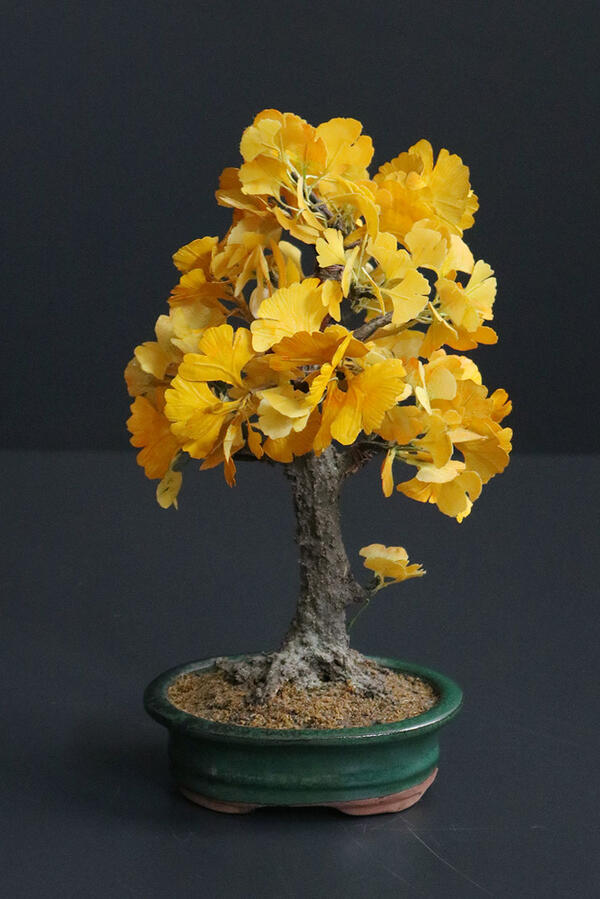 楽天市場】【送料無料】小盆栽 イチョウ 斑入り 苗 : 片岡笑幸園「悠々