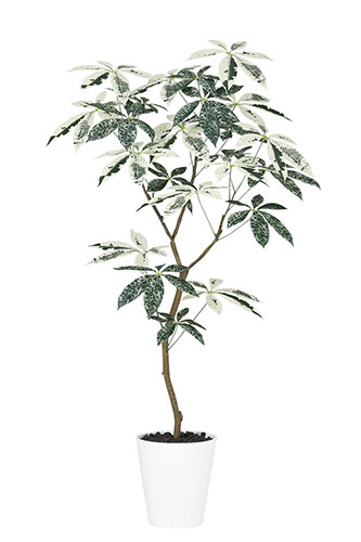 楽天市場】【返品不可】パキラ ミルキーウェイ FST / H120サイズ