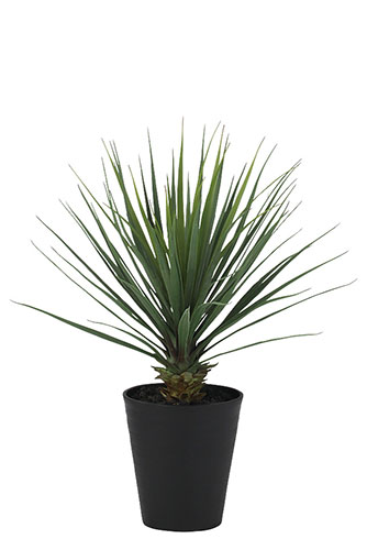 楽天市場】数量限定 【ロストラータ ハイブリッド】ユッカ 耐寒性南