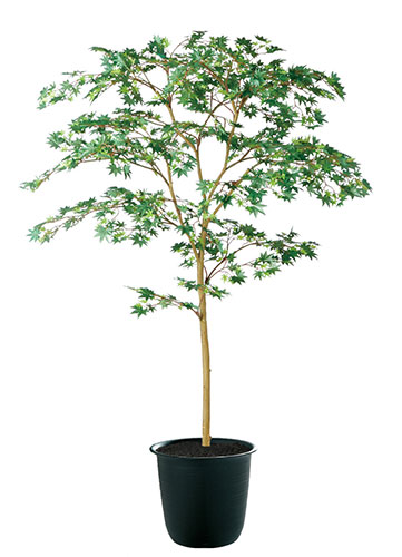 【返品不可】ヤマモミジ GREEN / H150サイズ / 人工グリーン / 光触媒加工|あーかんび(AKANBI)