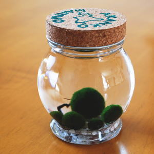 貨物輸送無料 カルチャーマリモ5個 と まりものお昼ご飯5個 と 砿物原鉱5個 のまりも養成セッティング 水草 植物 水族館 北海道お贈り物 雑貨小物 グッズ 小物 マーケティング 通販 調度品 Foxunivers Com