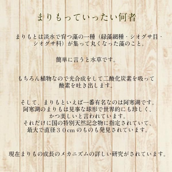 養殖マリモが入った 【まりも缶詰】 [水草 植物 水道水で育成可能 びっくり 不思議 グッズ アイテム 北海道 お土産 おみやげ 販売 通販 癒し  インテリア 雑貨 小物 定番]