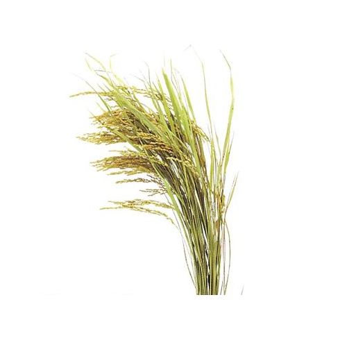 (LINEクーポン有)【造花・装飾】【数量限定につき、売切の際はご了承ください】 PANP8887 【10個入】稲穂