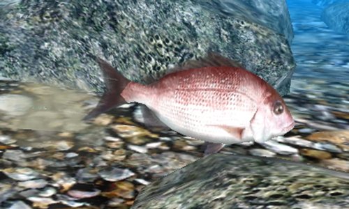 Fish Eyes 3d 3ds Game Video フィッシュアイズ3d チープ 3d