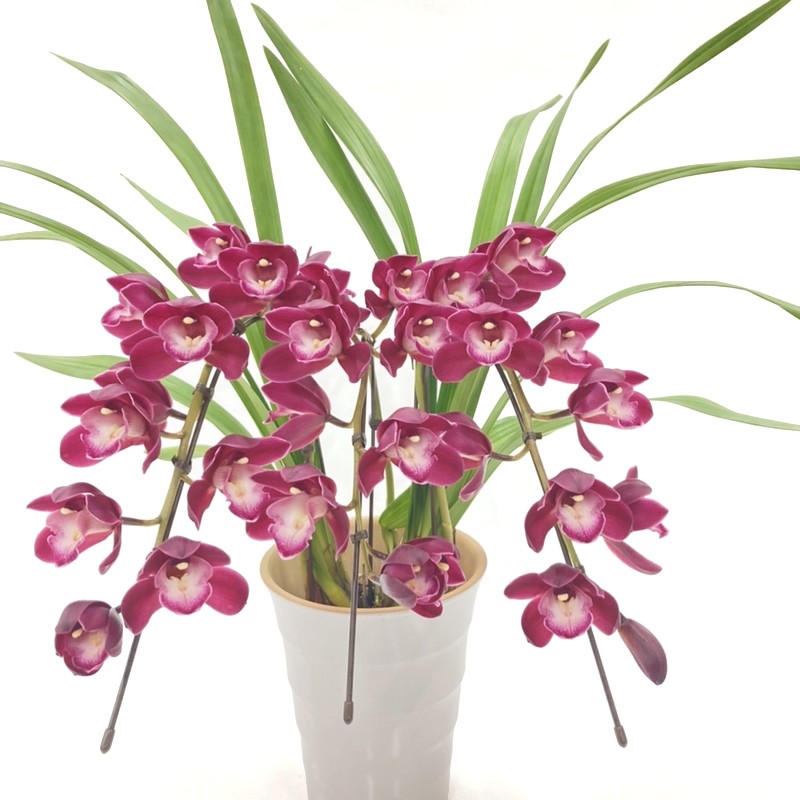 楽天市場】【予約販売】洋ラン【花芽付き】テーブルシンビジウム