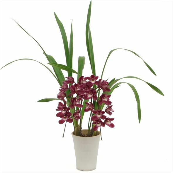 楽天市場】【予約販売】洋ラン【花芽付き】テーブルシンビジウム