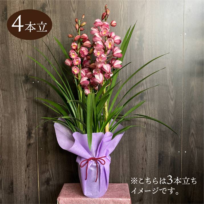 楽天市場】【予約販売】洋ラン【花芽付き】テーブルシンビジウム ゆめ