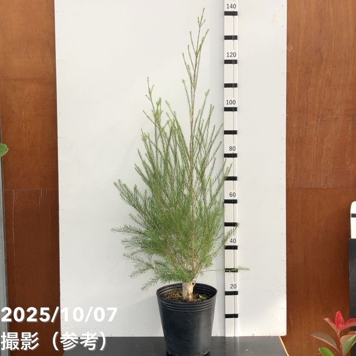 楽天市場】150センチシンボルツリーにもできます2024年大きな