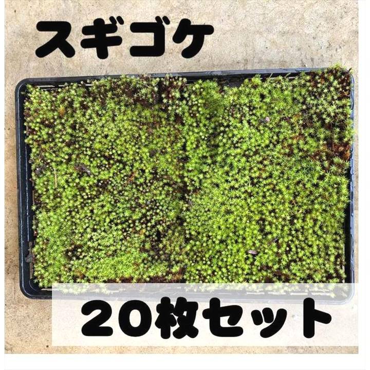 【決算P5倍！8/2まで】苔トレー スギゴケ 杉苔 20枚（1トレー約28cm&times;横約48cm）｜山野10-AK｜赤塚植物園　店
