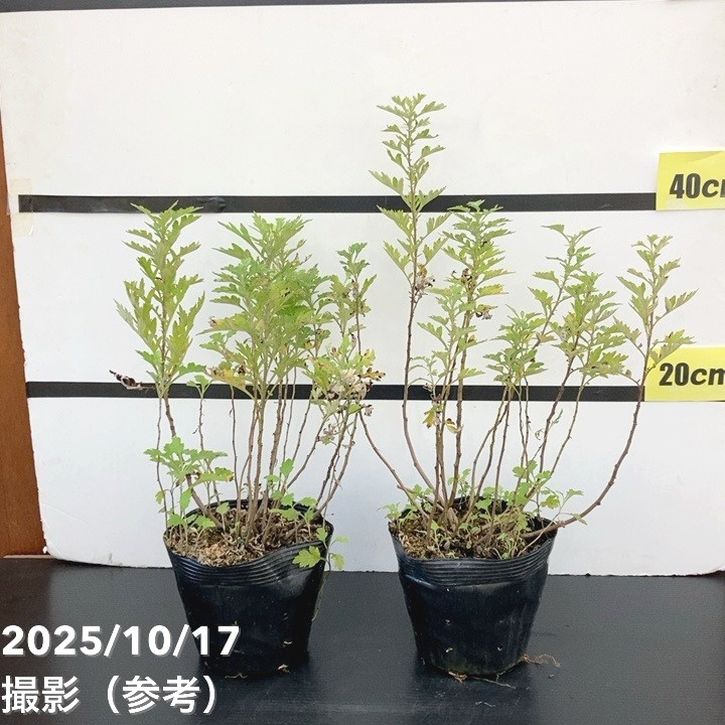 楽天市場】お任せ抜き苗□よもぎ(蓬・艾)□根っこ付き/天然ヨモギ