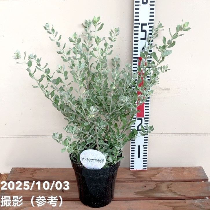 楽天市場】綺麗な紫花が魅力 レウコフィルム シルバーリーフが