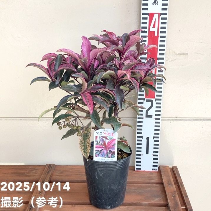 斑入り万両 マンリョウ 紅孔雀 3.5号 PVP｜観葉04-PA画像