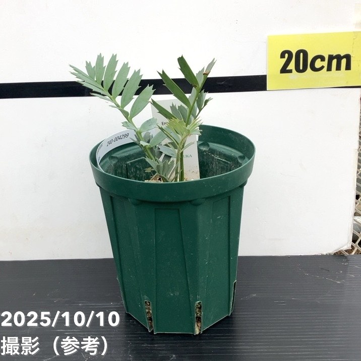 楽天市場】【現品・現物】エンセファラルトス・トリスピノーサム