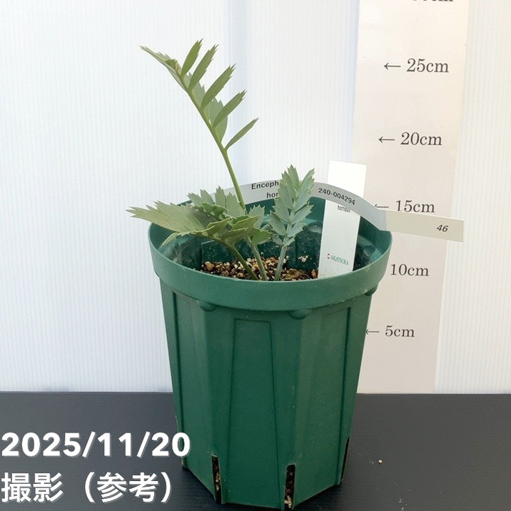 【65周年不死化P11倍】【激レア！現品お届け】エンセファラルトス ホリダス（ヒメオニソテツ） 5号ロング細長い切口鉢 240-004294 ｜観葉01-D1