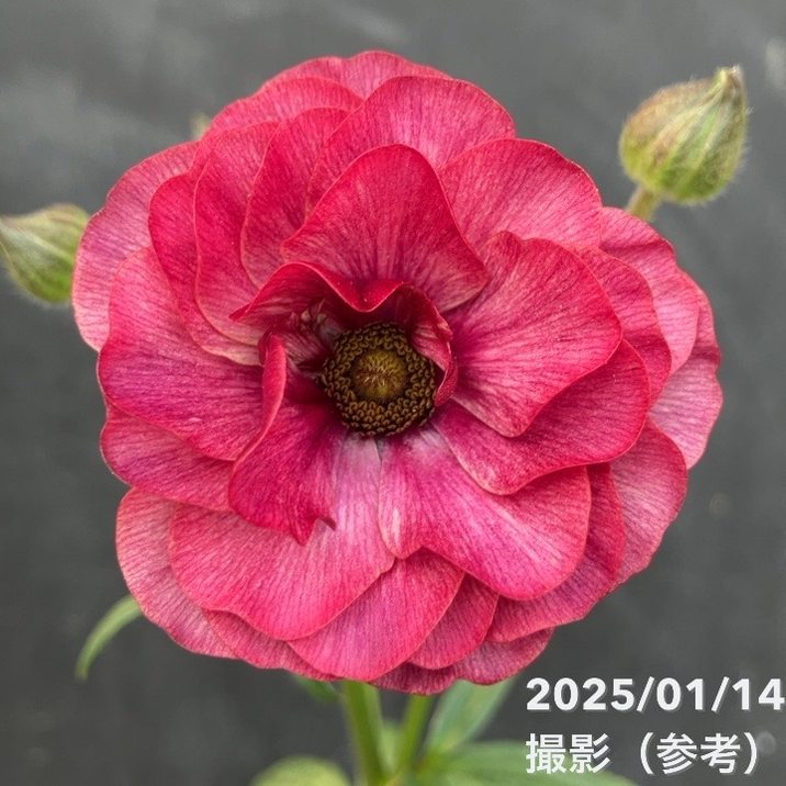 楽天市場】ラナンキュラス ラックス おまかせ4鉢セット 4.5号鉢 今期