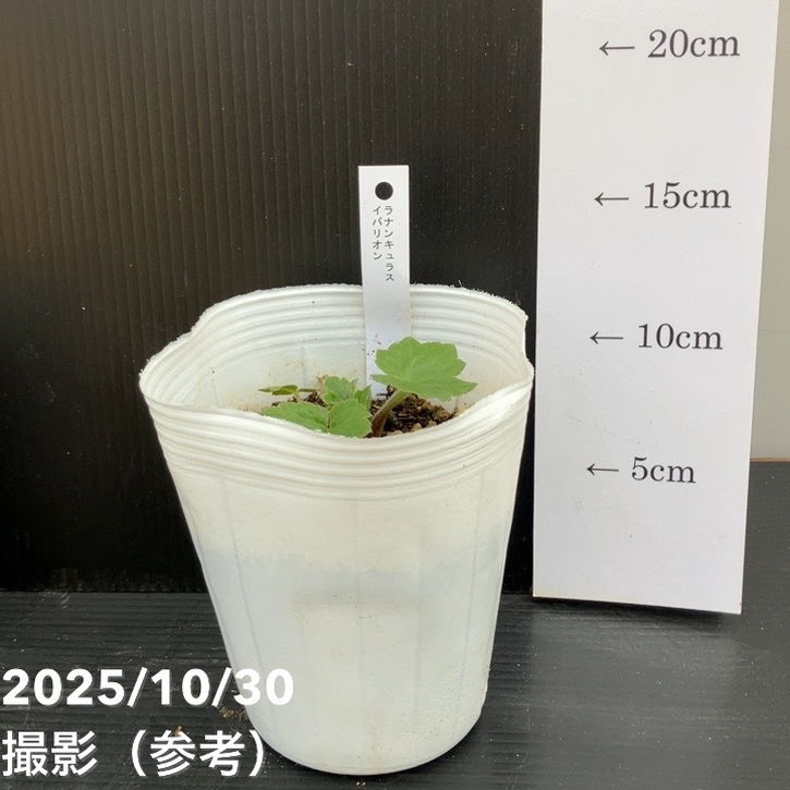 楽天市場】ラナンキュラス ランドセル 苗 サラセレネ フォティノース