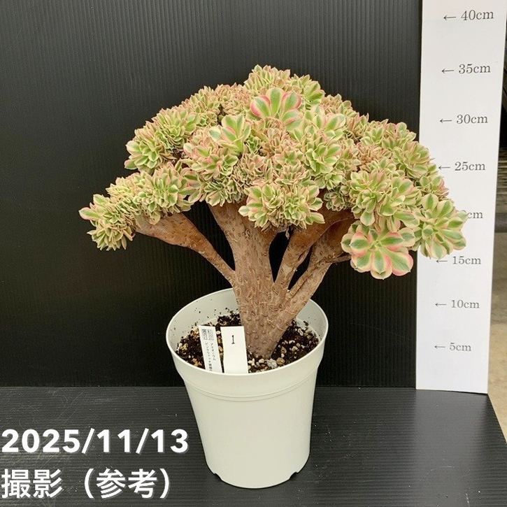 楽天市場】観葉植物：アエオニウム アンナ錦*5号 アンナニシキ : 遊恵