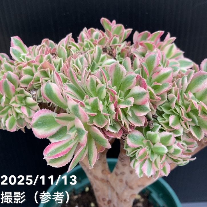 53#多肉植物アエオニウム錦❤️キツネ狩りを❤️13頭22cm 拔き苗 53#多肉植物アエオニウム錦❤️キツネ狩りを❤️13頭22cm 拔き苗