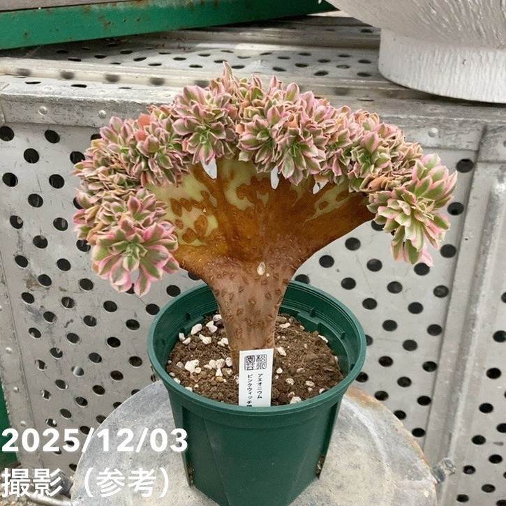 Top【選抜株】多肉植物　22075 アエオニウム ライチー12個　鉢無し/脱土 楽天市場】農園直売 多肉植物 寄せ植え アエオニウム属 ライチ（群