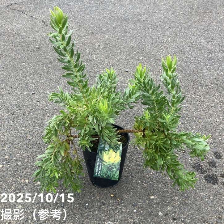 楽天市場】【現品お届け】リューカデンドロン デュリフ 7号