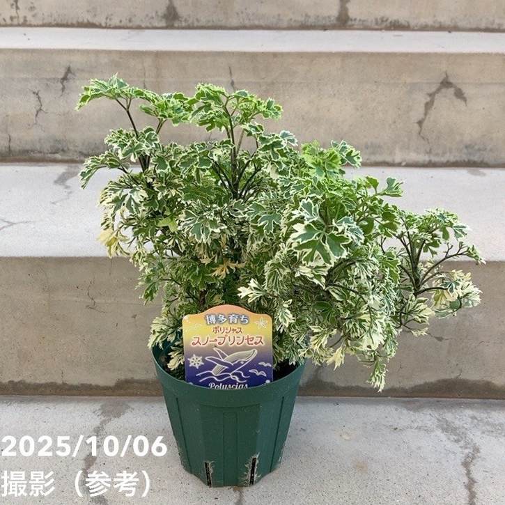 楽天市場】ポリシャス（バタフライ） 白色丸型陶器鉢に植えた