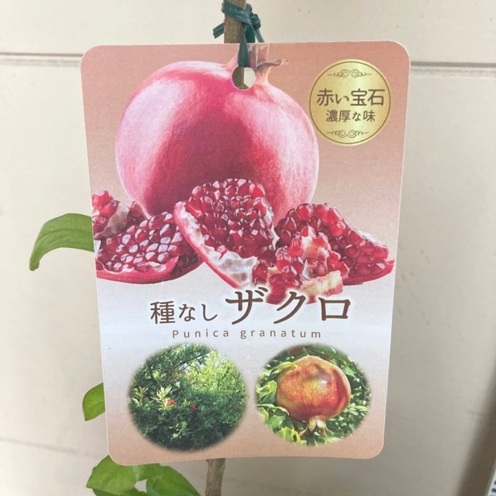 楽天市場】種無し柘榴（タネナシザクロ）苗木 5号ロングポット苗