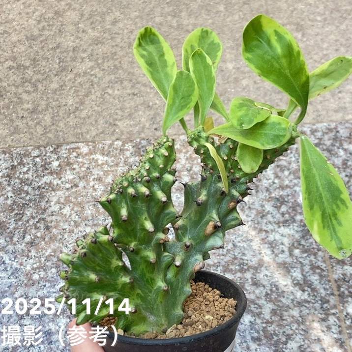 楽天市場】【現品お届け】ユーフォルビア デシドゥア Euphorbia