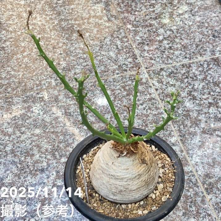 【現品お届け】ユーフォルビア デシドゥア Euphorbia decidua 5号（SA9）｜観葉04-PA
