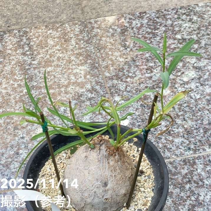 ユーフォルビア・デシドゥア 5寸 ユーフォルビア・デシドゥア 5寸 ユーフォルビア・デシドゥア 5寸