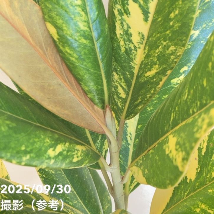 タイサンボク　黄斑入り　8号鉢つき　激レア❗ タイサンボク 黄斑入り 8号鉢つき 激レア❗