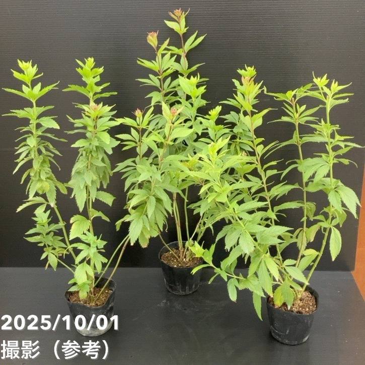 予約　専用　フジバカマ　５５０苗　白　赤 楽天市場】フジバカマ（苗物｜ガーデニング・農業）：花