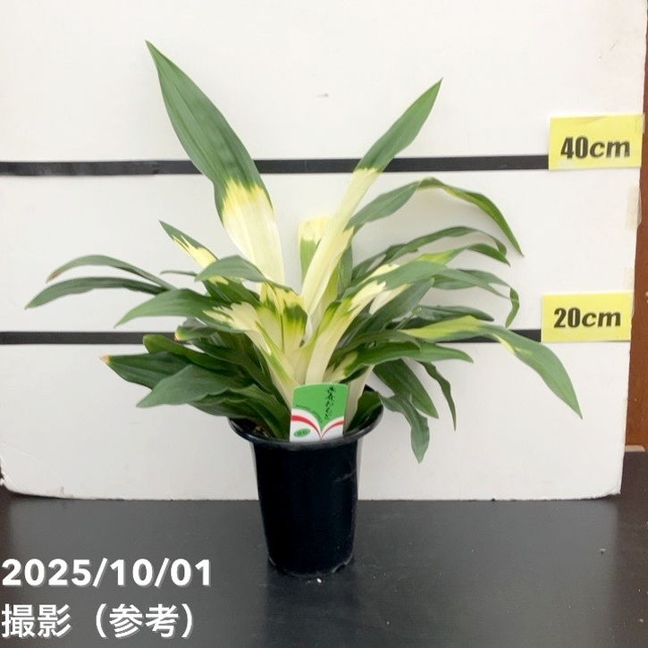 万年青（オモト）5.5号 長寿おもと 宗石｜観葉10-TU 4,196円