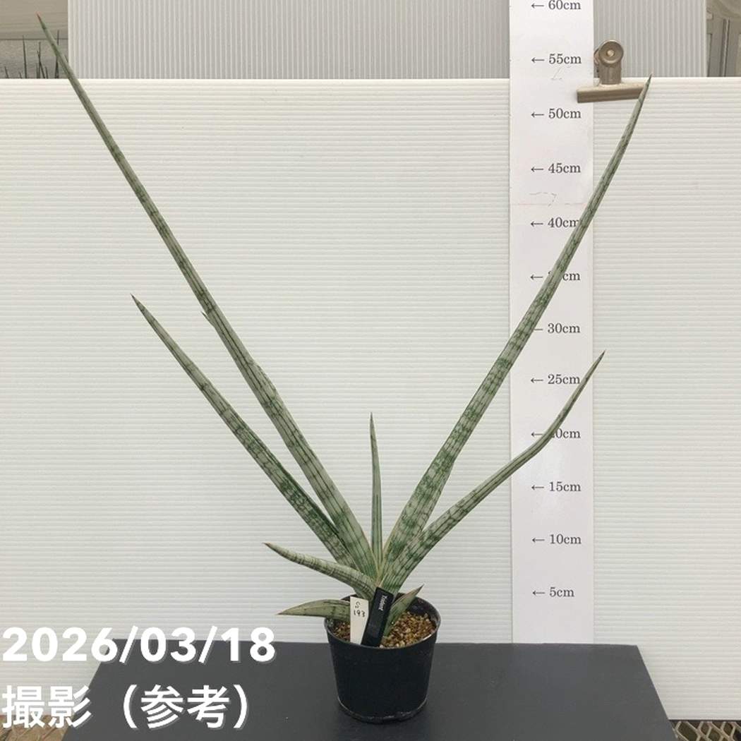 【決算P10倍!8/2まで】【現品お届け】サンスベリア 3.5号 トライデント Trident (S193)| 葉02-D2|赤塚植物園 店