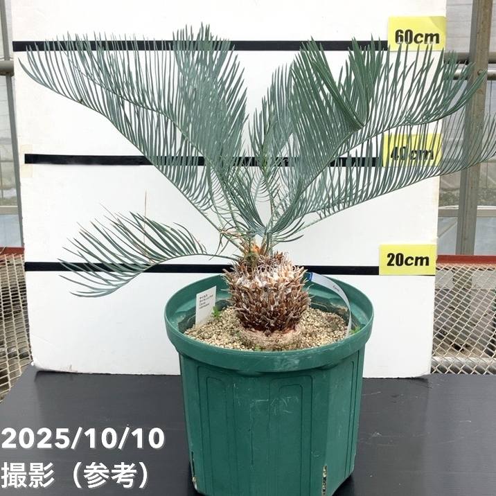 楽天市場】【選べる現品】サイカス タイシルバー(タイ原産銀葉ソテツ 楽天市場】【選べる現品】サイカス タイシルバー(タイ原産銀葉ソテツ