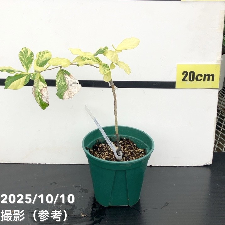 【現品お届け レア斑入り】ディオスピロス ロドカリクス Diospyros rhodocalyx 5号 No.1｜観葉01-D1 花・ガーデン・DIY-観葉植物-花・観葉植物